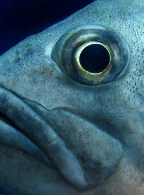 fisheye