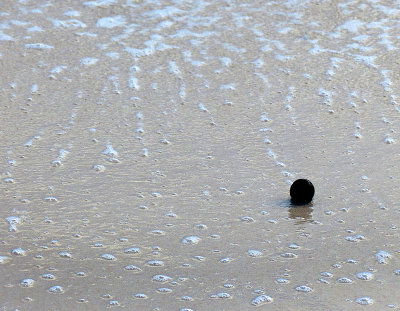 La noix qui roule sur la plage