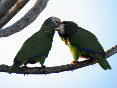 couple de Cotorra (Amazona ventralis)
