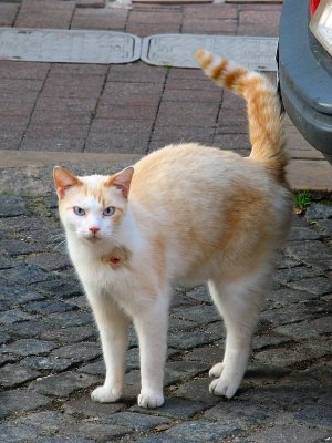 minou de Bourges