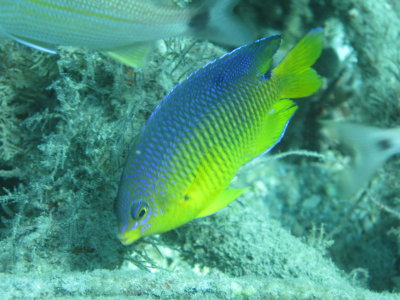 Dive pics 2012 205.jpg