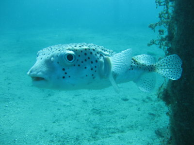 Dive pics 2012 232.jpg