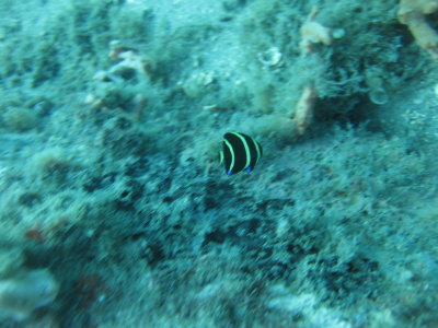 Dive pics 2012 238.jpg