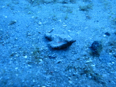 Dive pics 2012 245.jpg