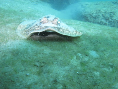 Dive pics 2012 257.jpg