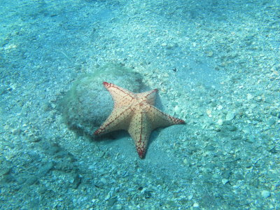 Dive pics 2012 269.jpg