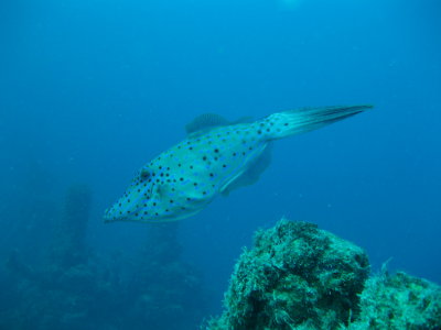 Dive pics 2013 017.jpg