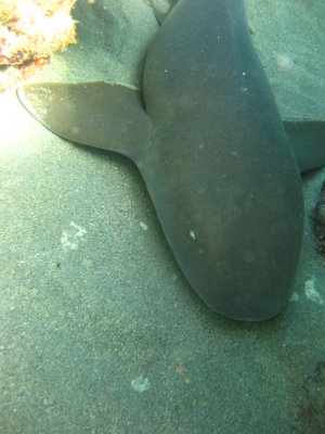 Dive pics 2013 078.jpg