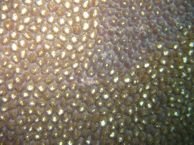 Dive pics 2013 126.jpg