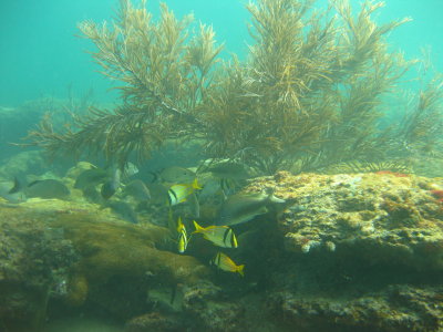 Dive pics 2013 109.jpg