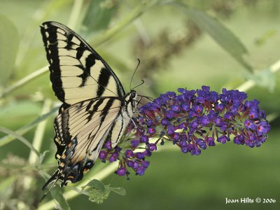 Tiger Swallowtail 04