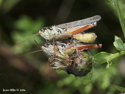 Red-legged Locust 02