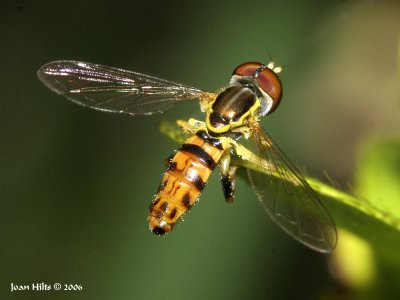 Toxomerus Hover Fly 01