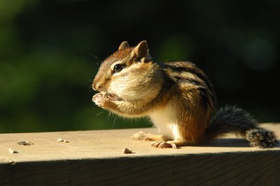 DSC_5436.JPG