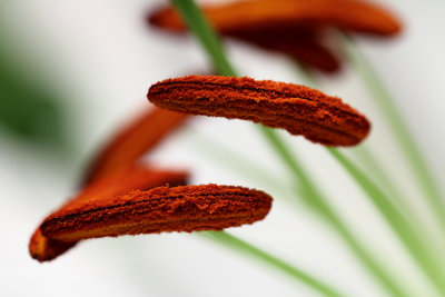 Lily II
