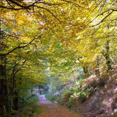 Dodd wood