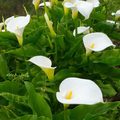 Calla Lillies Madeira