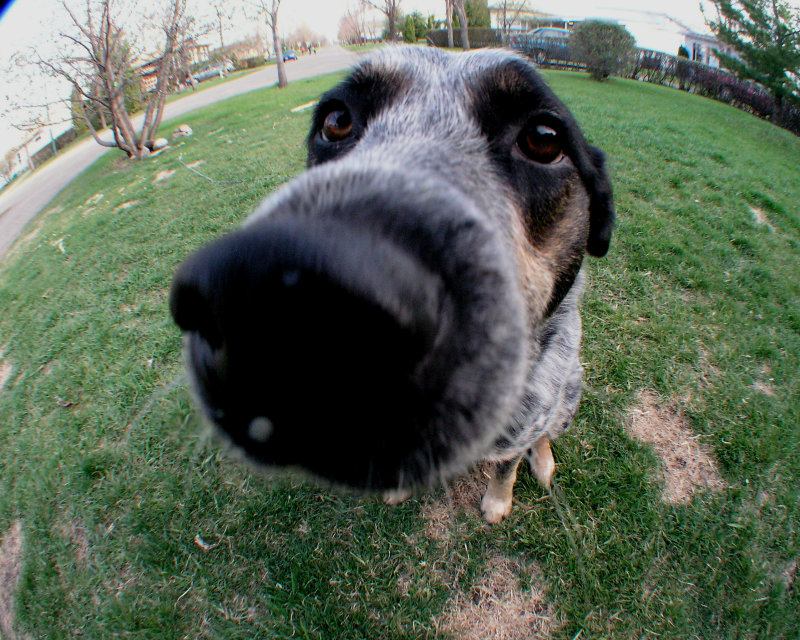 E20/Raynox 180 fisheye view of Shadow