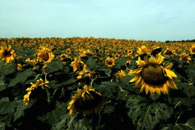 Sunflowers near Brandon
