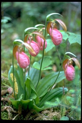 Lady's Slippers