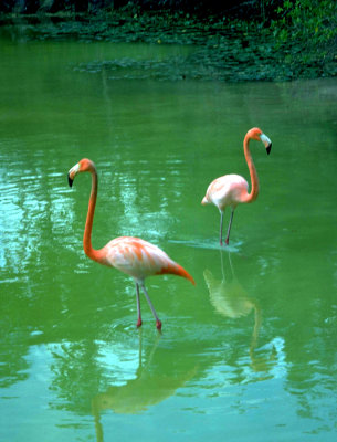 Pink  Flamingo's Bahamas