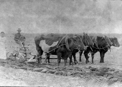 Farming with Oxen