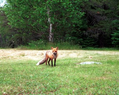 Red Fox at Fox Lake