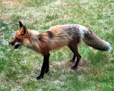 Red Fox at Fox Lake