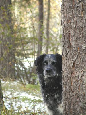 Bandit doing her Wolf impersonation