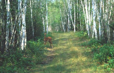 Fawn on the Trail