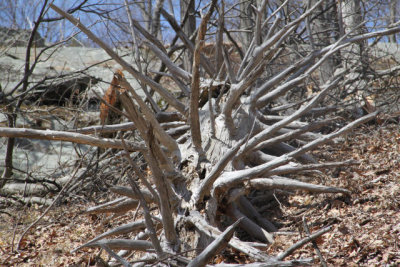 ir-130404__9347_11-57.jpg