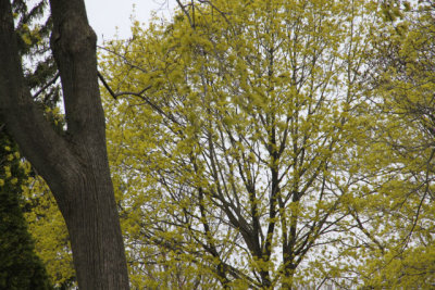 ir-130423__9593_12-22.jpg