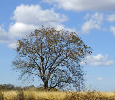 Prairie Pecan