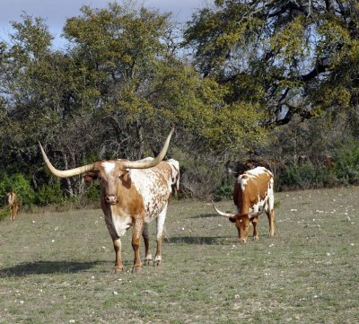 Texas Longhorn Cattle