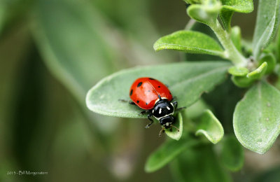 Ladybug on Sage