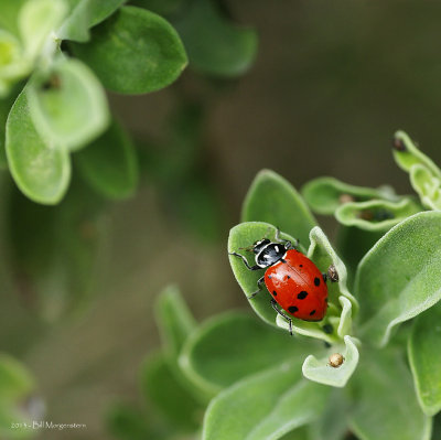 Ladybug on Texas Sage -