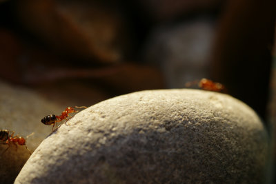 Ants on Parade