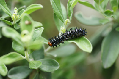 Caterpillar on Texas Sage 