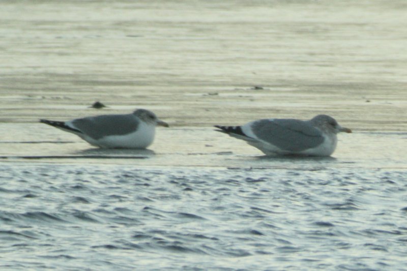 Mystery Gull AE, candidate Vega Gull
