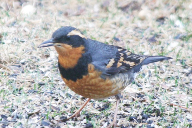 Varied Thrush, Larimer County, Colorado, 17 March 2013