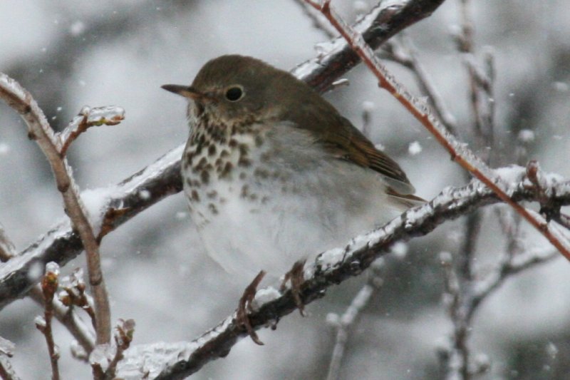 Hermit Thrush