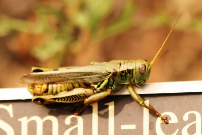 grasshopper