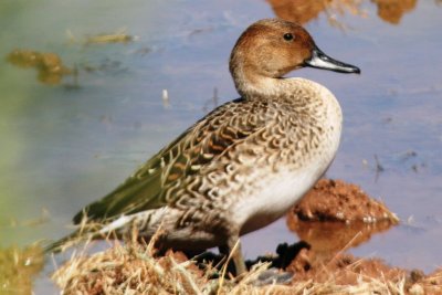 Northern Pintail (female)