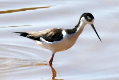 Black-necked Stilt (adult male)