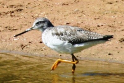 Greater Yellowlegs (basic)