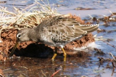 Long-billed Dowitcher (basic)