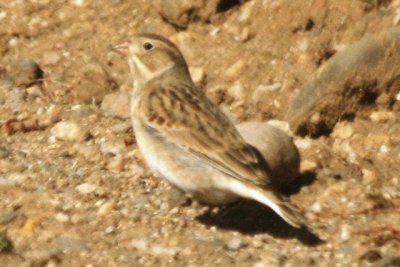 McCown's Longspur