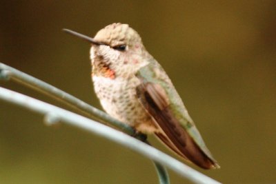 Anna's Hummingbird (juv male)