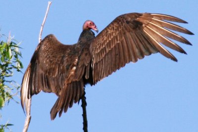 Turkey Vulture (ad)