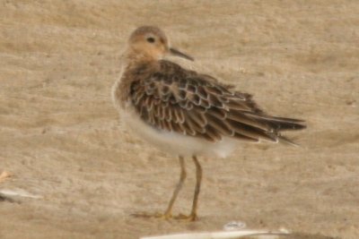 Buff-breasted Sandpiper (ad)